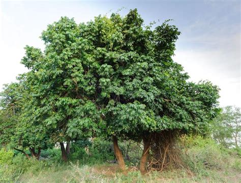 natal mahogany tree